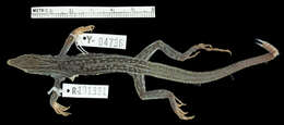 Image of <i>Aspidoscelis neavesi</i> Cole, Taylor, Baumann & Baumann 2014