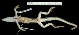 صورة <i>Aspidoscelis neavesi</i> Cole, Taylor, Baumann & Baumann 2014