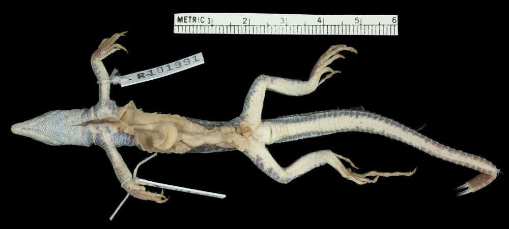 صورة <i>Aspidoscelis neavesi</i> Cole, Taylor, Baumann & Baumann 2014