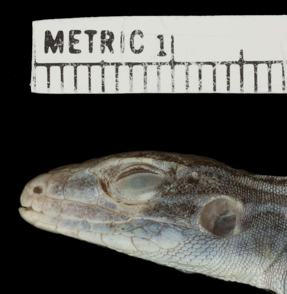 Image of <i>Aspidoscelis neavesi</i> Cole, Taylor, Baumann & Baumann 2014