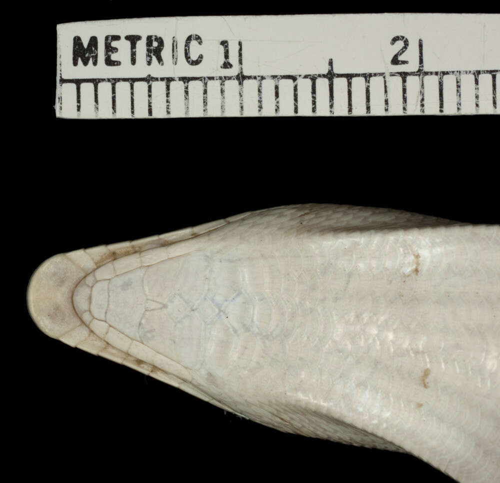 Image of Eastern Skink