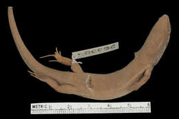 Image of Pinoyscincus coxi (Taylor 1915)