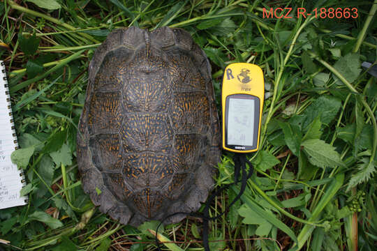 Image of Wood Turtle