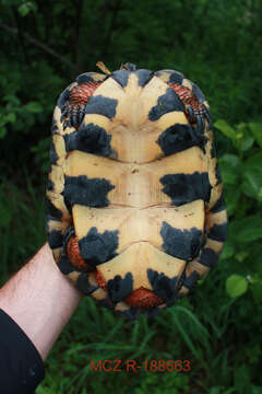 Image of Wood Turtle