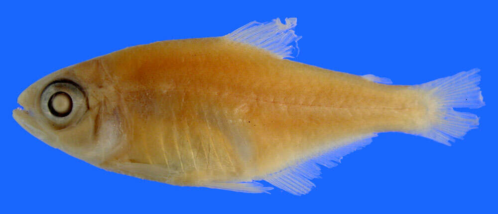 Image of Panama tetra