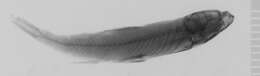 Image of Astyanax gracilior Eigenmann 1908