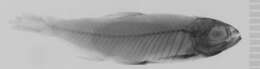 Image of Astyanax gracilior Eigenmann 1908