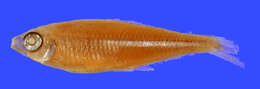 Image of Bryconops durbini (Eigenmann 1908)