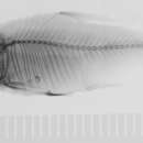 Image of Hemigrammus lunatus Durbin 1918