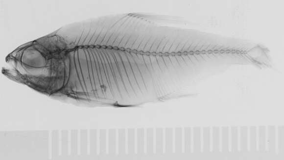 Image of Hemigrammus lunatus Durbin 1918