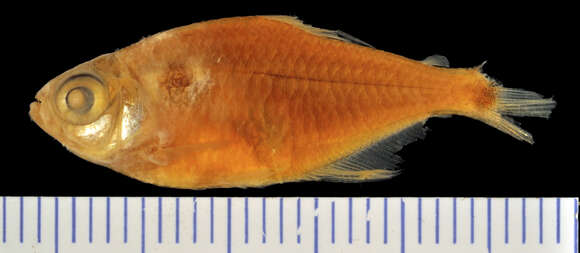 Image of head-and-taillight tetra