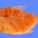 Image of Ball Astyanax