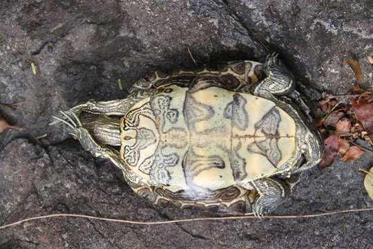 Image of Hispaniolan Slider Turtle