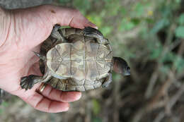 Image of Hispaniolan Slider Turtle