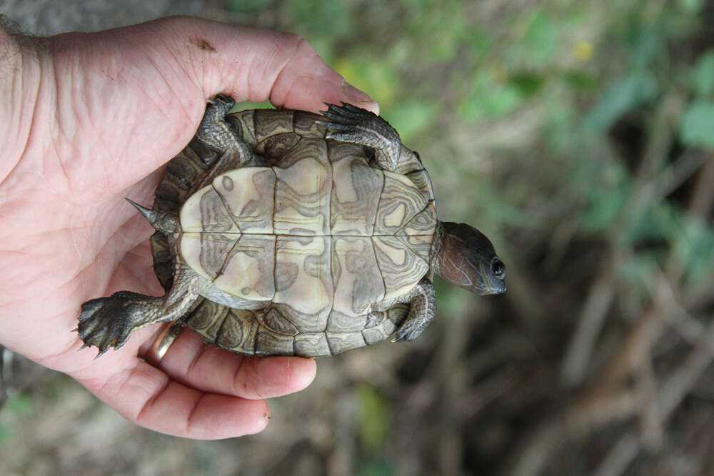 Image of Hispaniolan Slider Turtle