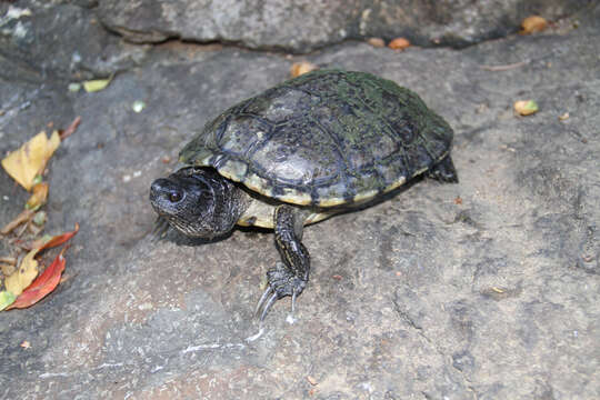 Image of Hispaniolan Slider Turtle