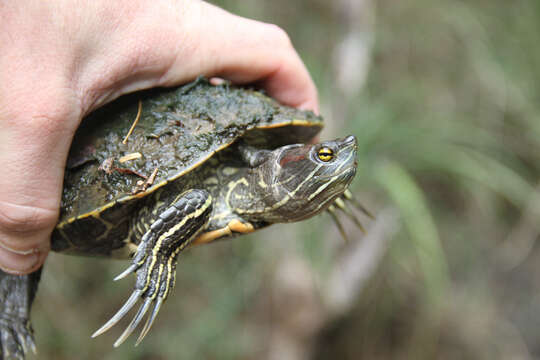 Image of Hispaniolan Slider Turtle