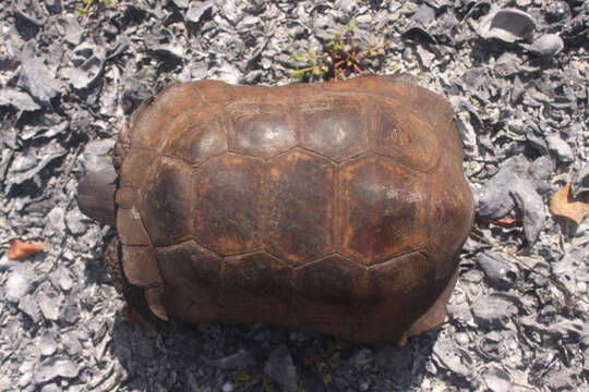 Image of (Florida) Gopher Tortoise