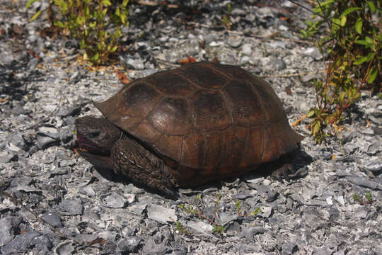 Слика од Gopherus polyphemus (Daudin 1802)