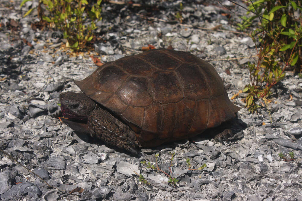 Image of (Florida) Gopher Tortoise