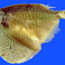 Image of Giant hatchetfish