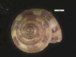 صورة <i>Cyclostoma musiva</i> Gould