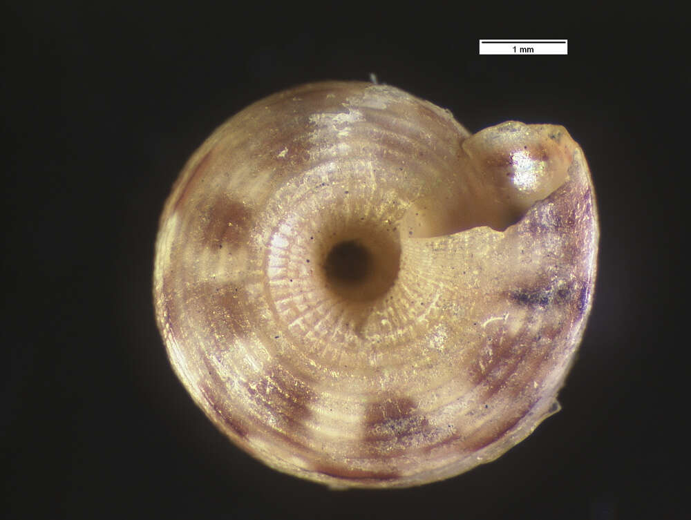 صورة <i>Cyclostoma musiva</i> Gould