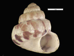 صورة <i>Cyclostoma musiva</i> Gould