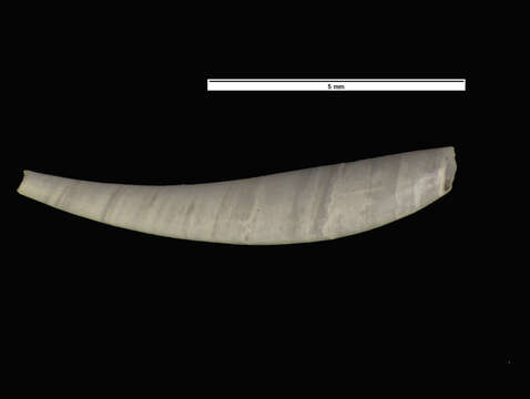 Image of Carolina toothshell