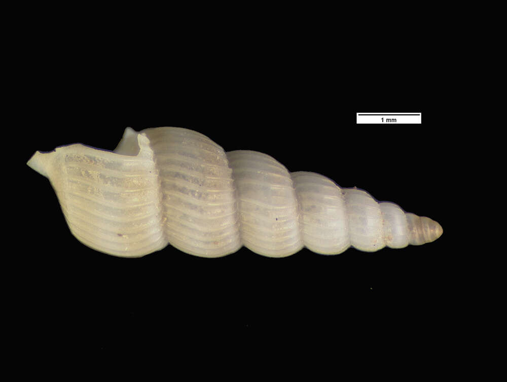 Graphis striata (Jeffreys 1884) resmi