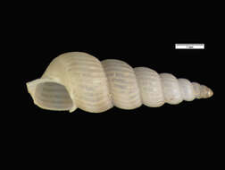 Image of Cimoidea Warén 1993