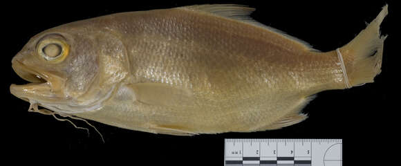 Image of Stout Beardfish