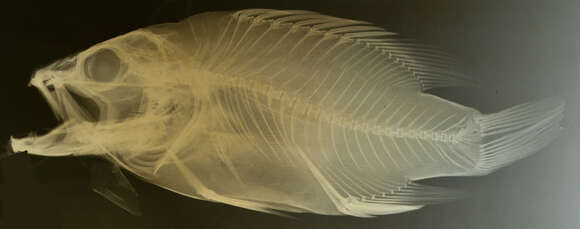 Image of Gonioplectrus