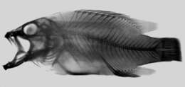 Image of Gonioplectrus