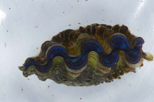 Image of Small giant clam