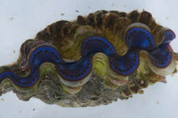 Image of Small giant clam