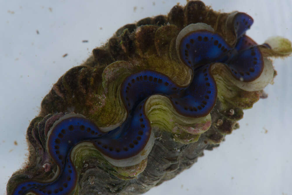 Image of Small giant clam