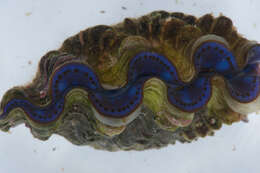 Image of Small giant clam