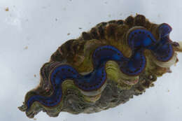 Image of Small giant clam