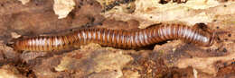 Image of Blunt-tailed Snake Millipede