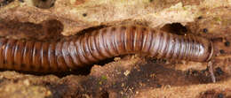 Image of Blunt-tailed Snake Millipede