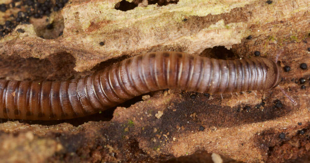 Image of Blunt-tailed Snake Millipede