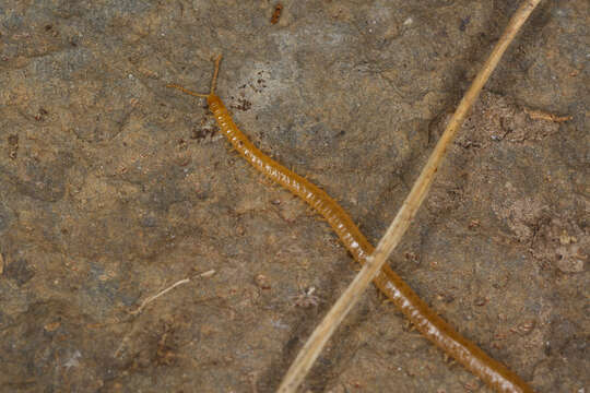 Image of earth centipedes