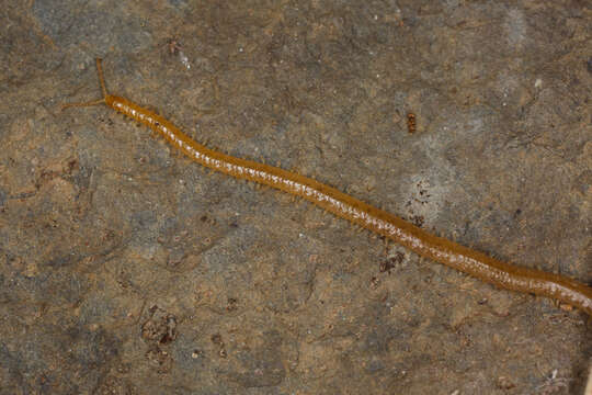 Image of earth centipedes