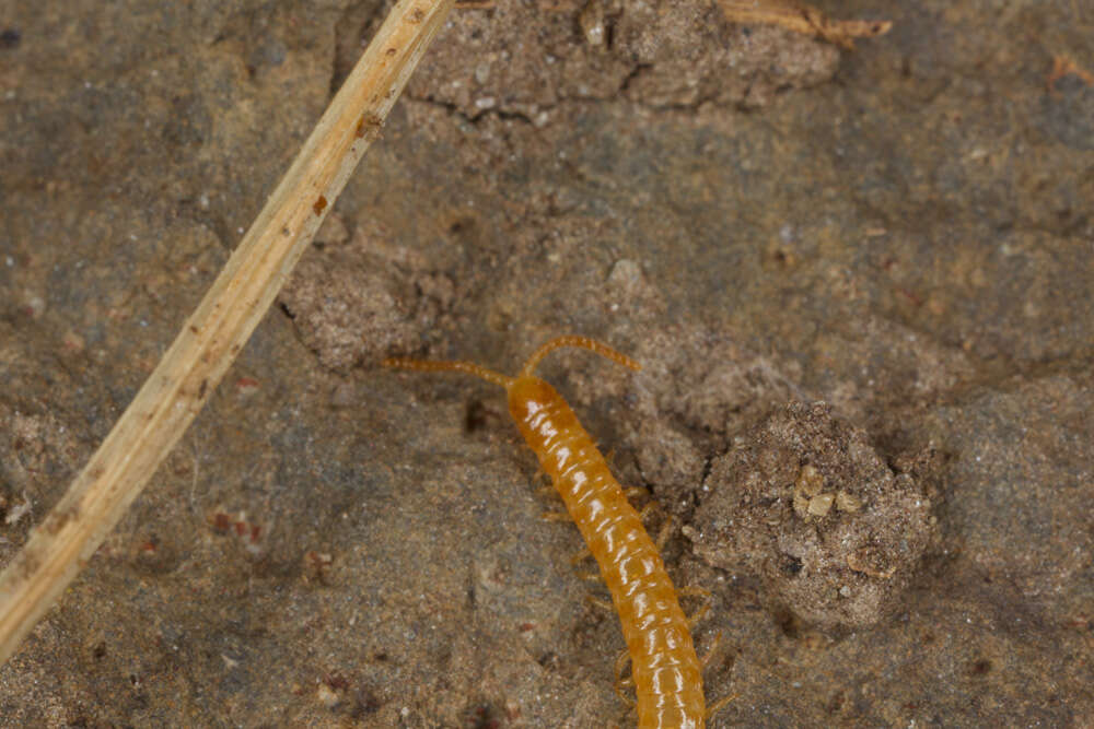Image of earth centipedes