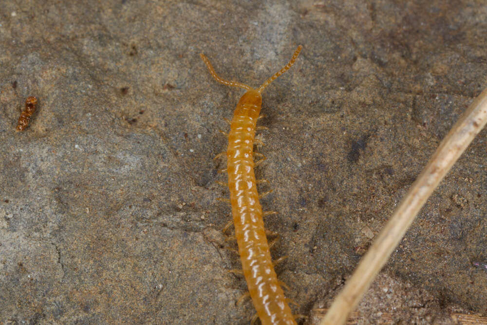 Image of earth centipedes