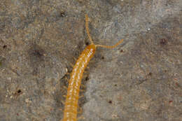 Image of earth centipedes