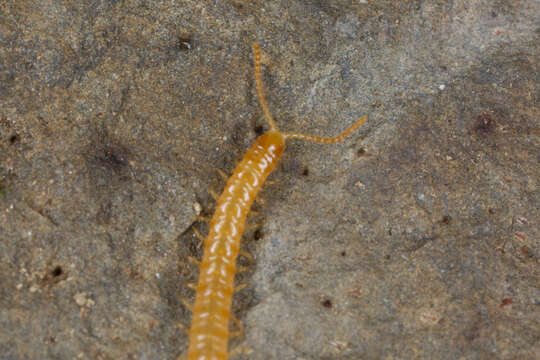 Image of earth centipedes