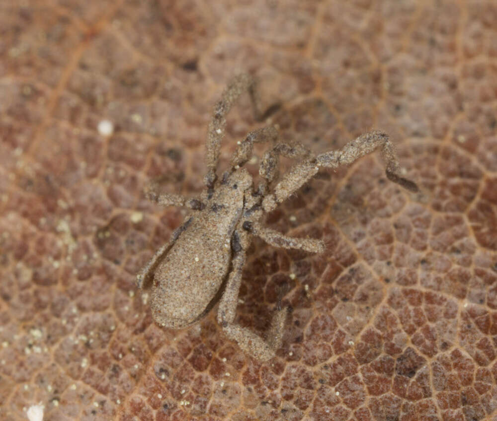 Image of Trogulidae
