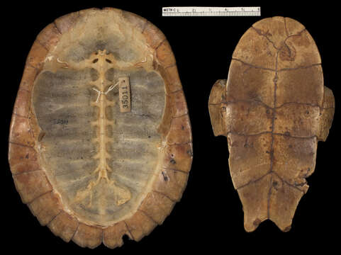 Sivun Myuchelys latisternum (Gray 1867) kuva